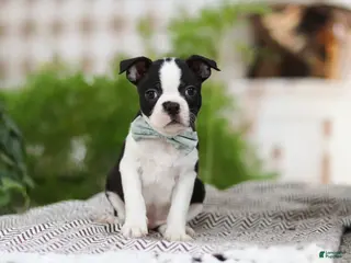 Boston Terrier dogs Bluey - Ad 3