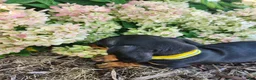 Miniature Dachshund dogs for sale: Zara - Ad 16