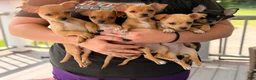 Chihuahua dogs for sale: Zina - Ad 6