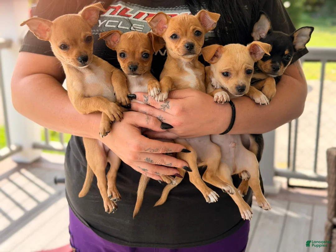 Chihuahua dogs for sale: Zina - Ad 6