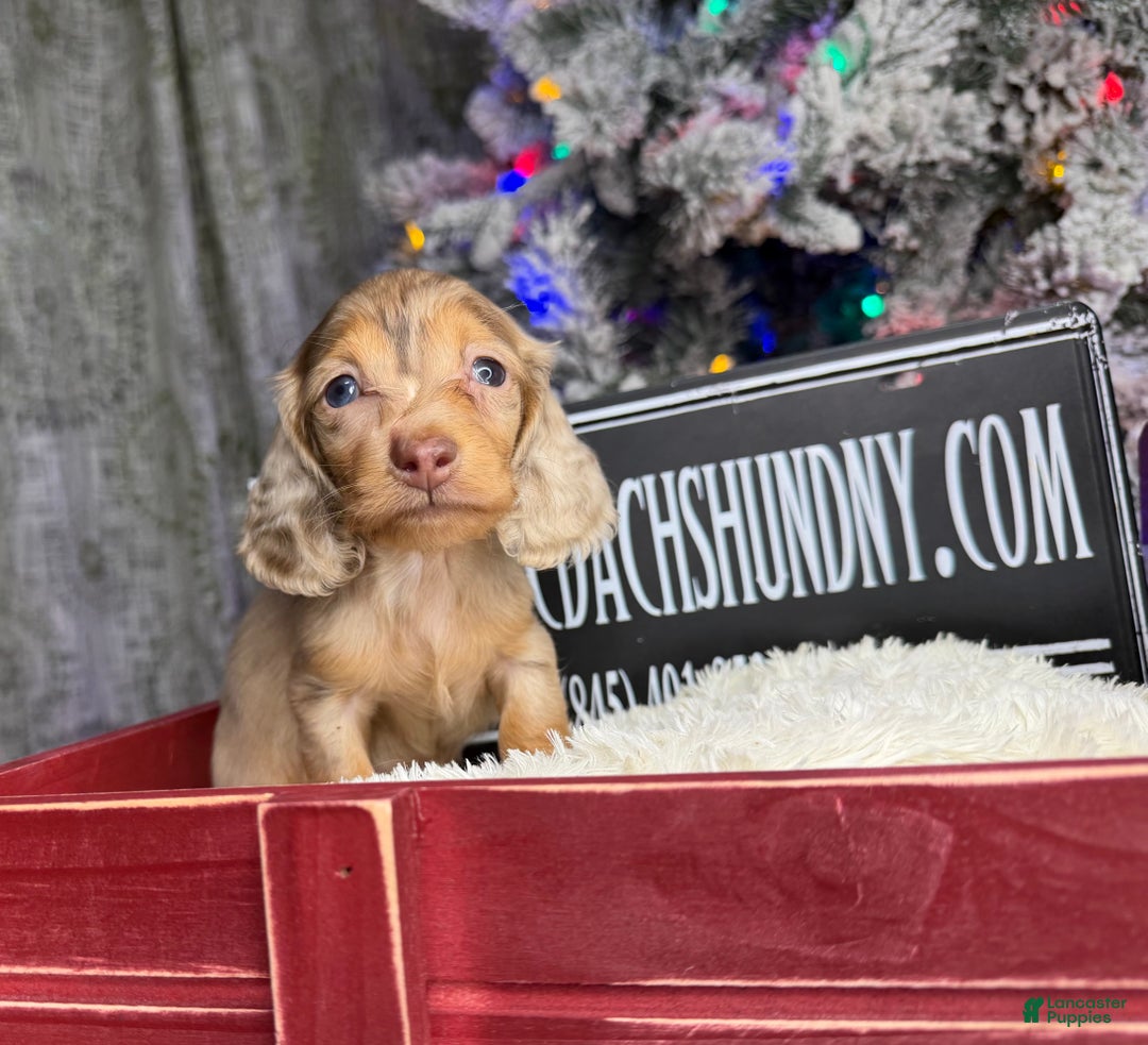 Miniature Dachshund dogs for sale: Bright blue eye - Ad 1