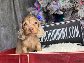 Miniature Dachshund dogs Bright blue eye - Ad 4