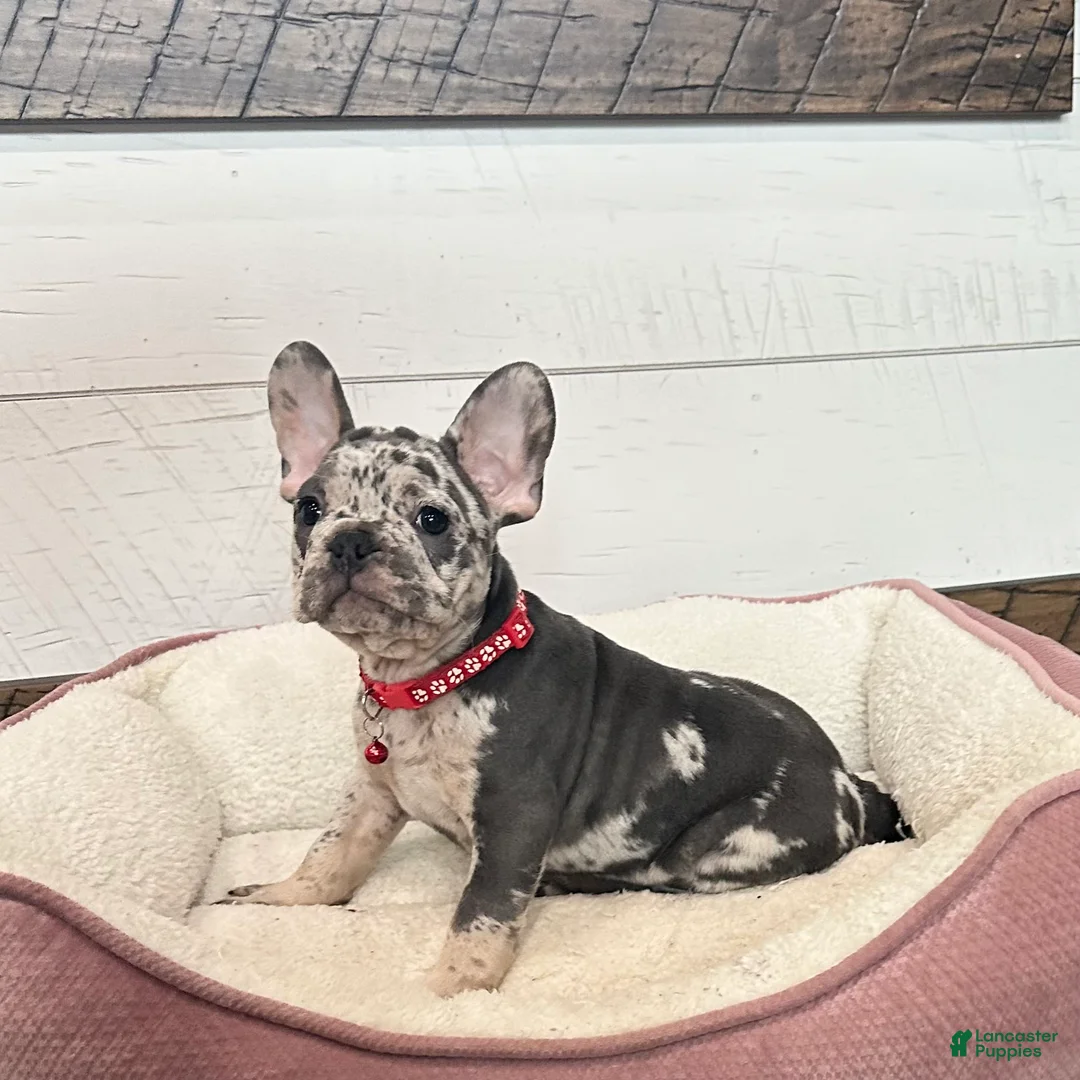 French Bulldog dogs for sale: Stormy - Ad 2