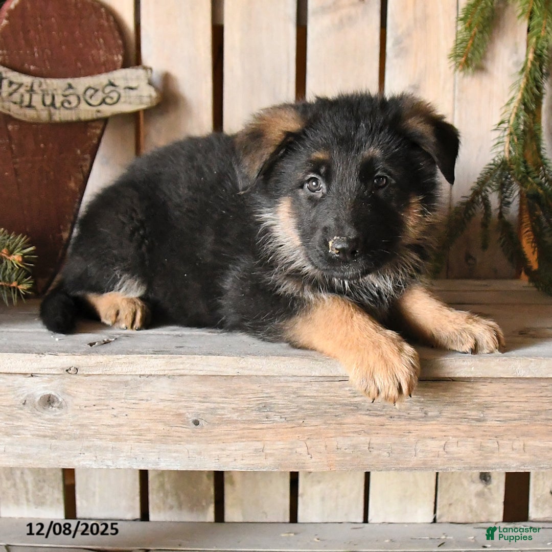 German Shepherd dogs for sale: Shad  - Ad 3