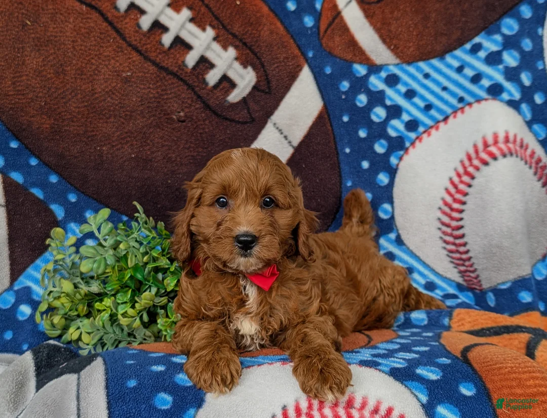Cavapoo dogs for sale: Chauncey  - Ad 5