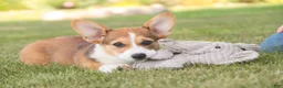 Welsh Corgi Pembroke dogs for sale: Ramona - Ad 7