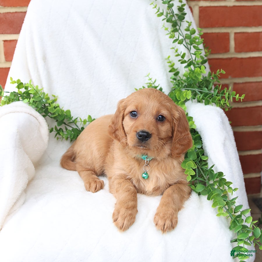 Miniature Golden Retriever dogs Julia - Ad 1