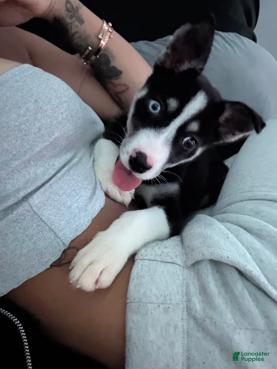 Mixed Breed dogs for sale: Mother/Pup.  - Ad 2