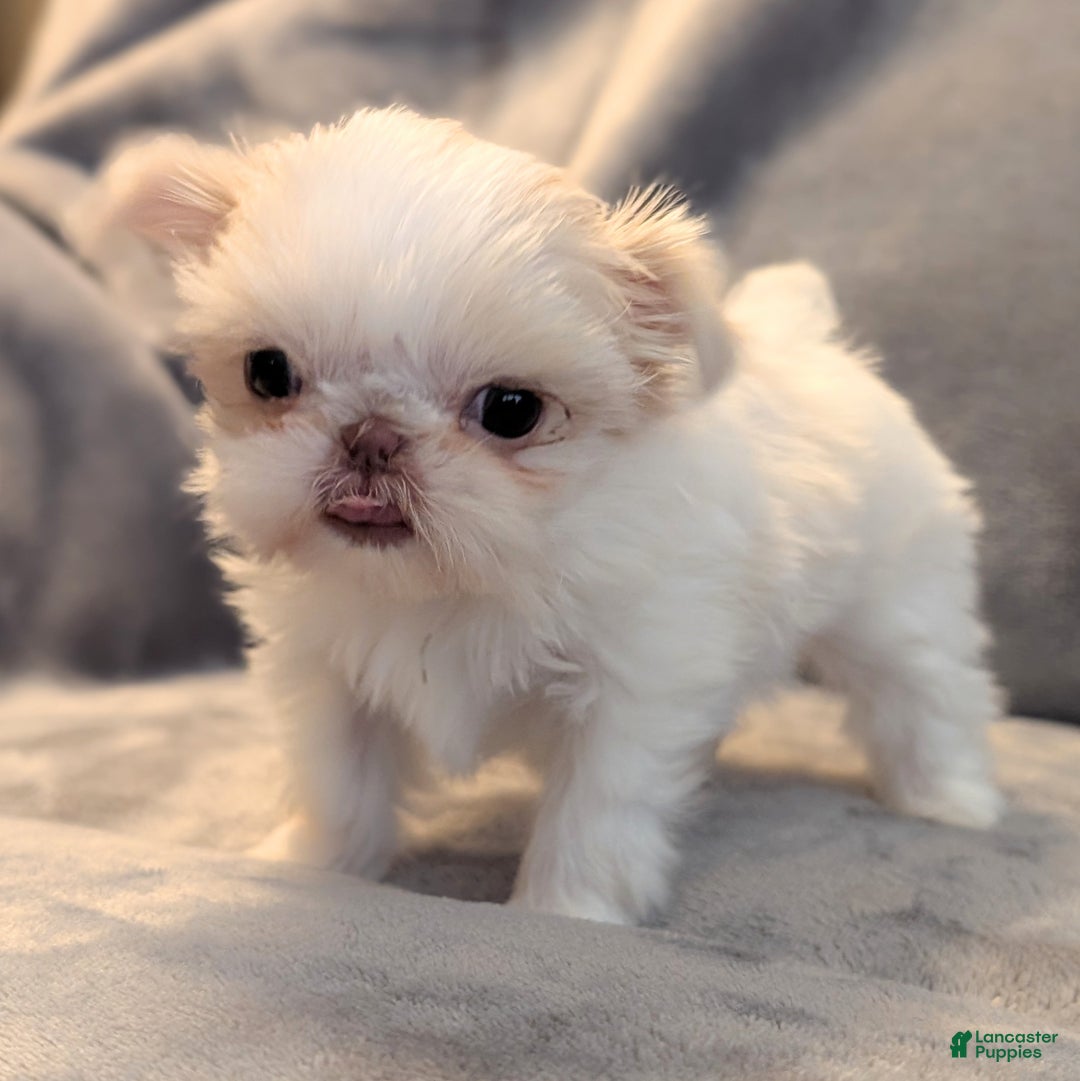 Shih Tzu dogs for sale: Hummingbird - Ad 4