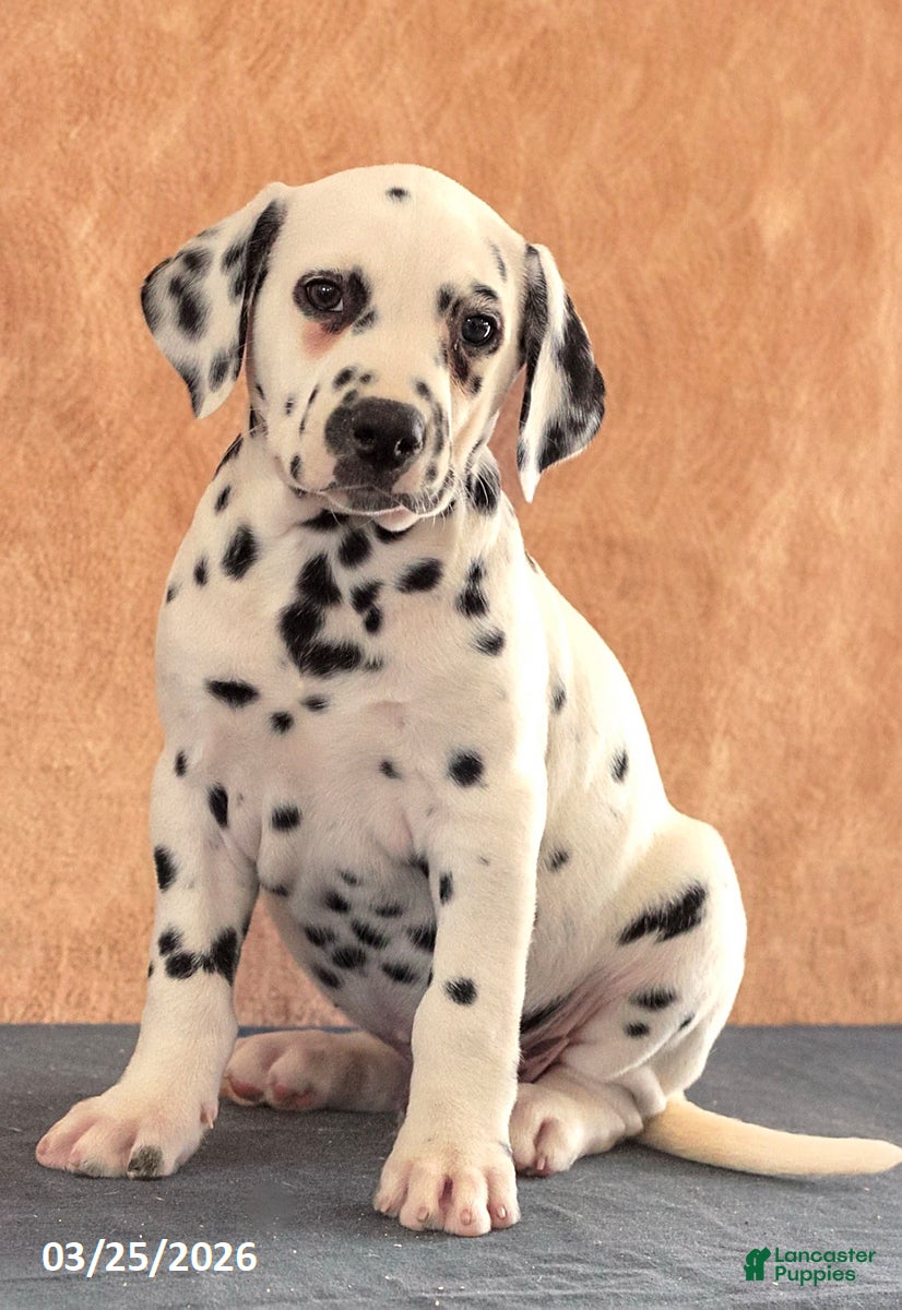 Dalmatian dogs August - Ad 1