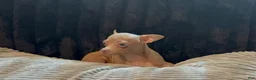 Chihuahua dogs for sale: Mr hazel  - Ad 3