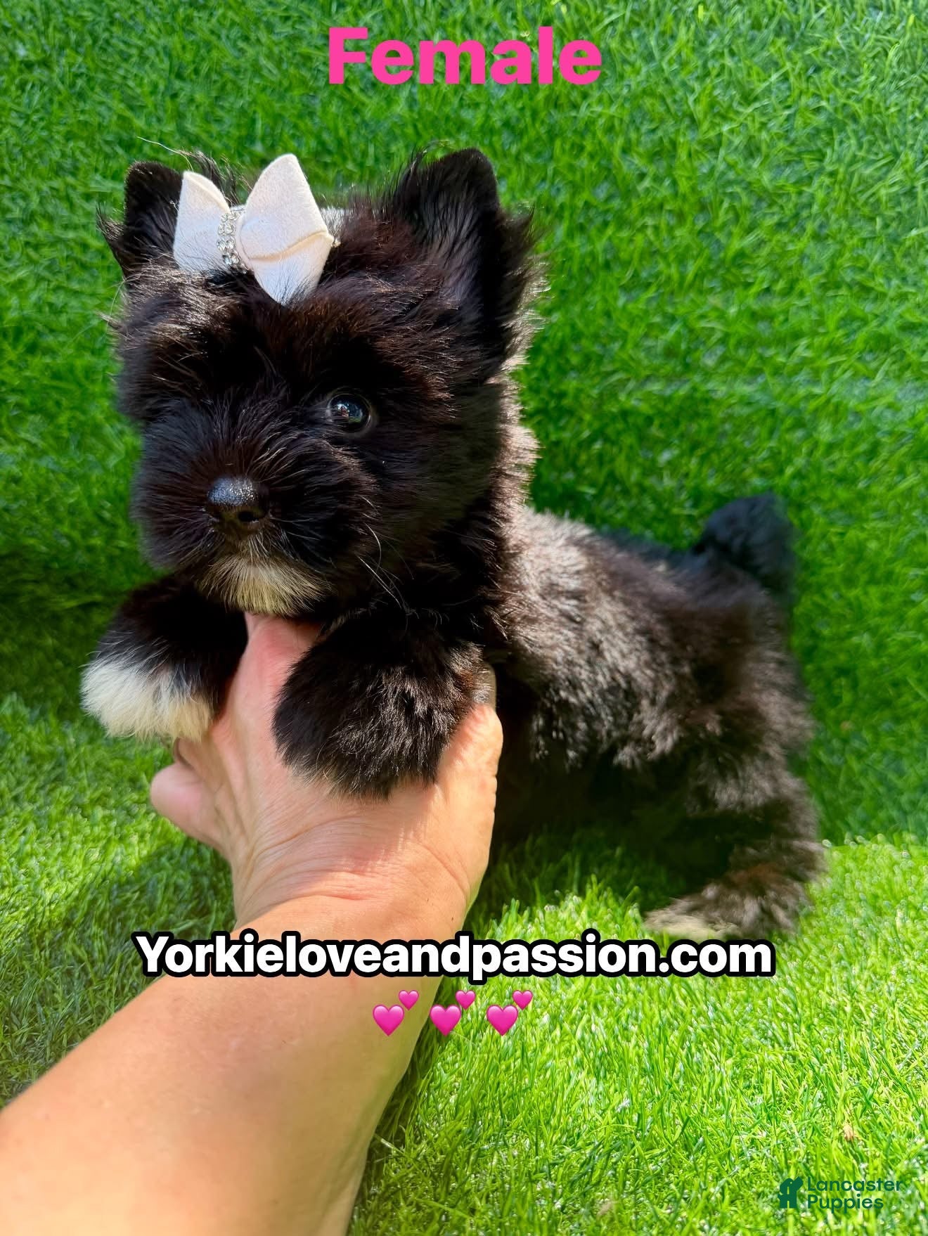 Yorkshire Terrier dogs Yorkshire Terrier 1 - Ad 23