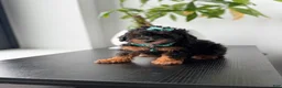 Toy Poodle dogs for sale: Tulip - Ad 3