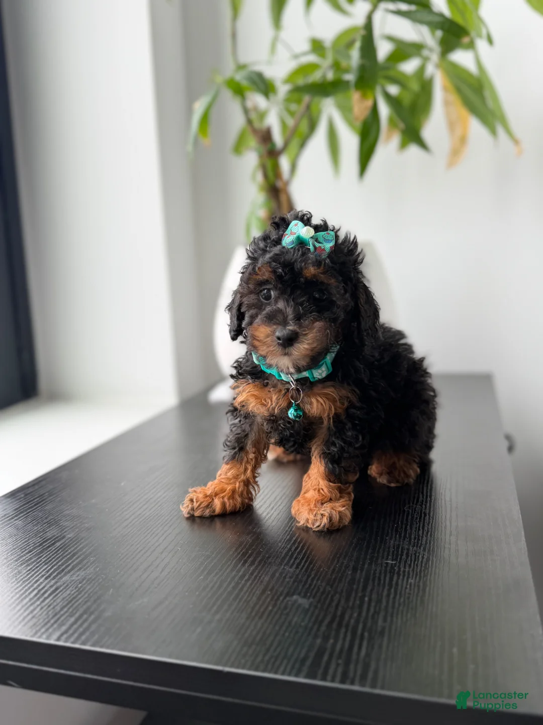 Toy Poodle dogs for sale: Tulip - Ad 3