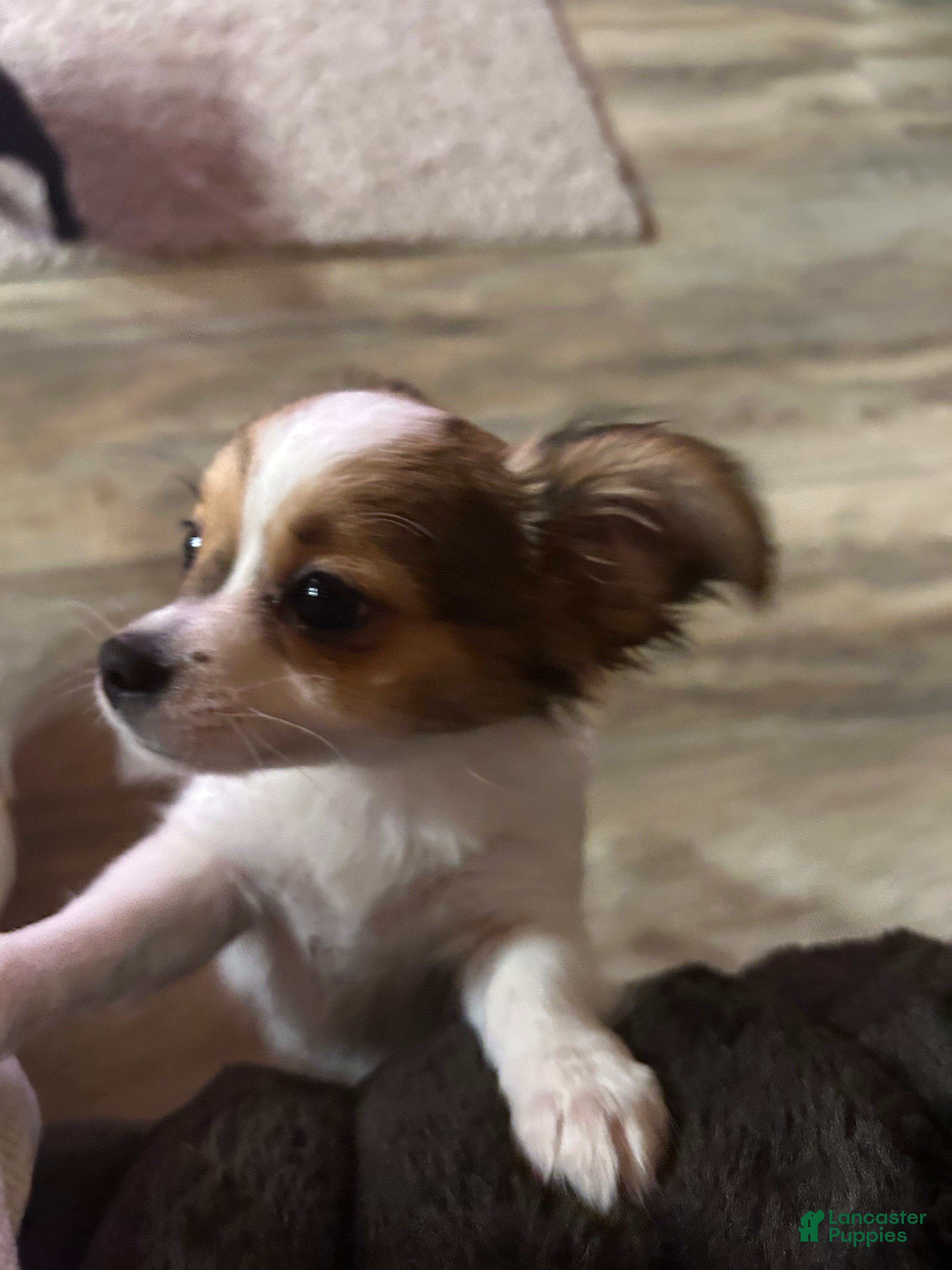 Chihuahua dogs Ruger Boy  - Ad 24