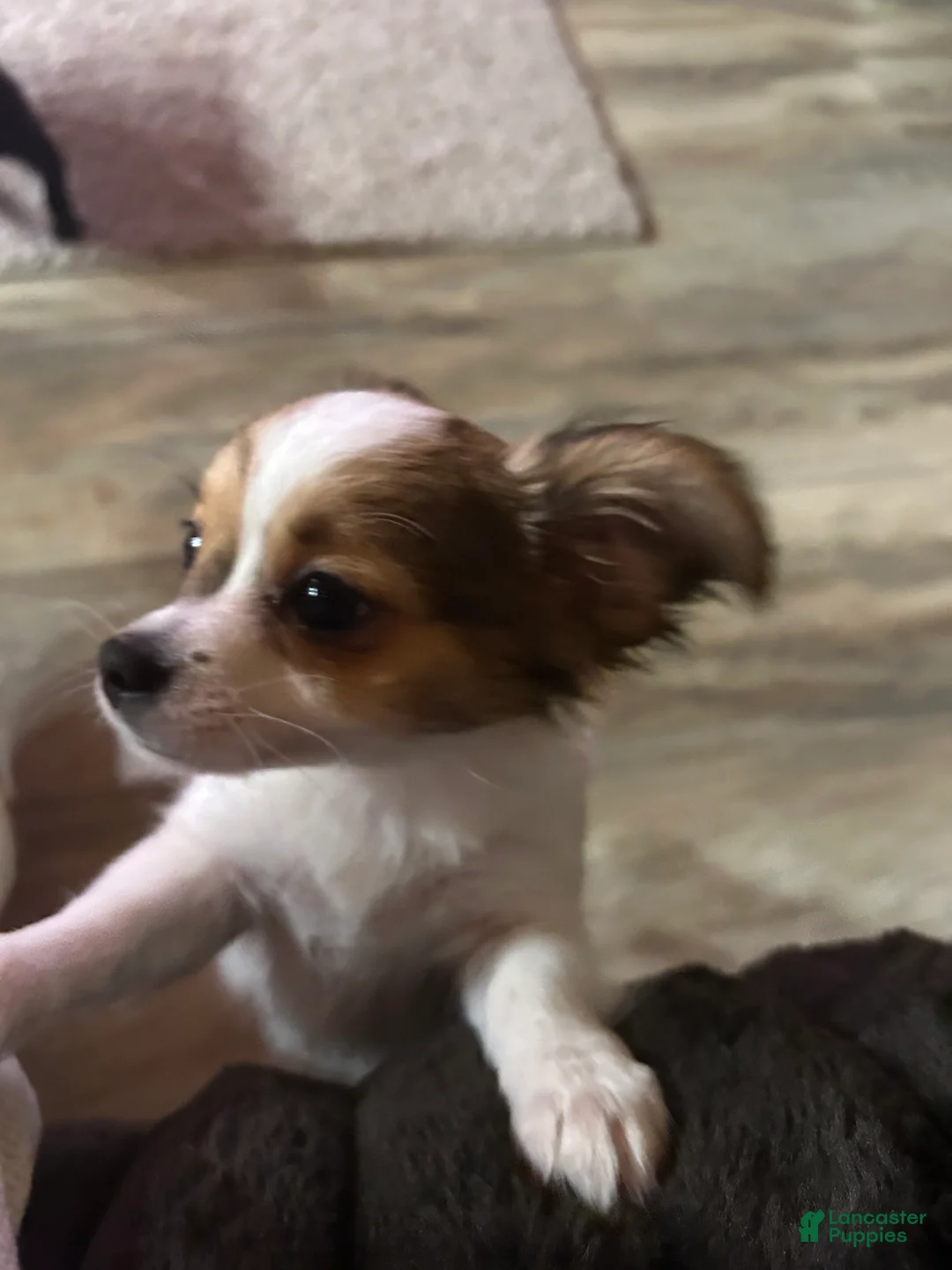 Chihuahua dogs for sale: Ruger Boy  - Ad 1