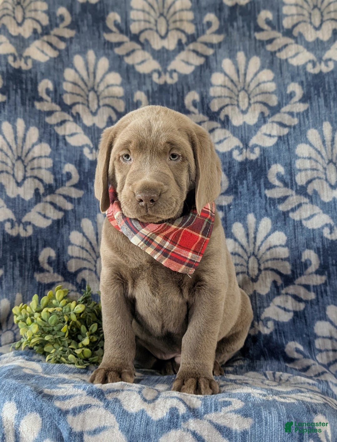 Labrador Retriever dogs for sale: Conroy AKC Silver Lab - Ad 3