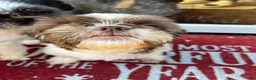 Shih Tzu dogs for sale: Shih Tzu 3 Hazel - Ad 7