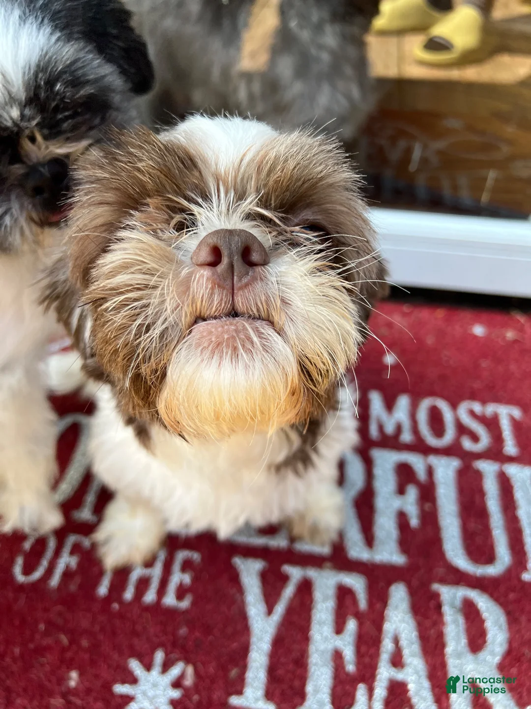 Shih Tzu dogs for sale: Shih Tzu 3 Hazel - Ad 7