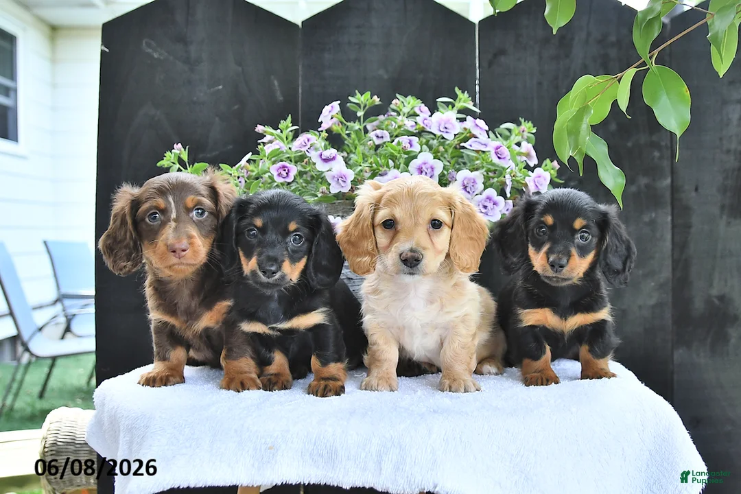 Dachshund dogs for sale: Cooper - Ad 5