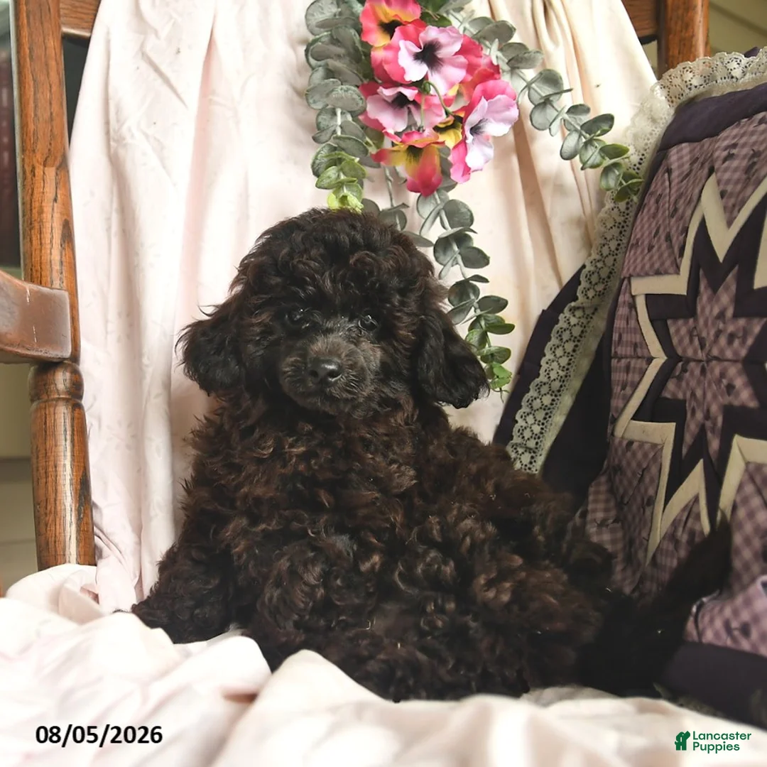 Miniature Poodle dogs for sale: Jeremiah  - Ad 2