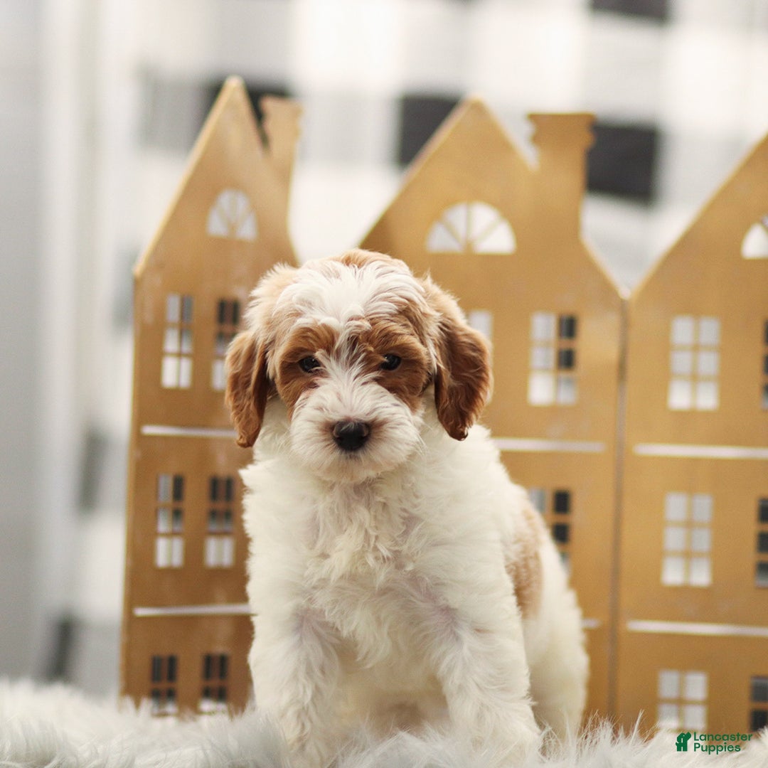 Goldendoodle dogs for sale: Lilac - Ad 1