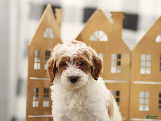 Goldendoodle dogs Lilac - Ad 40