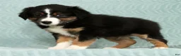 Australian Shepherd dogs for sale: Bo - Ad 5