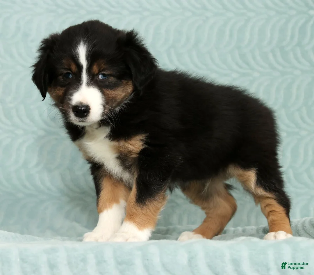 Australian Shepherd dogs for sale: Bo - Ad 5