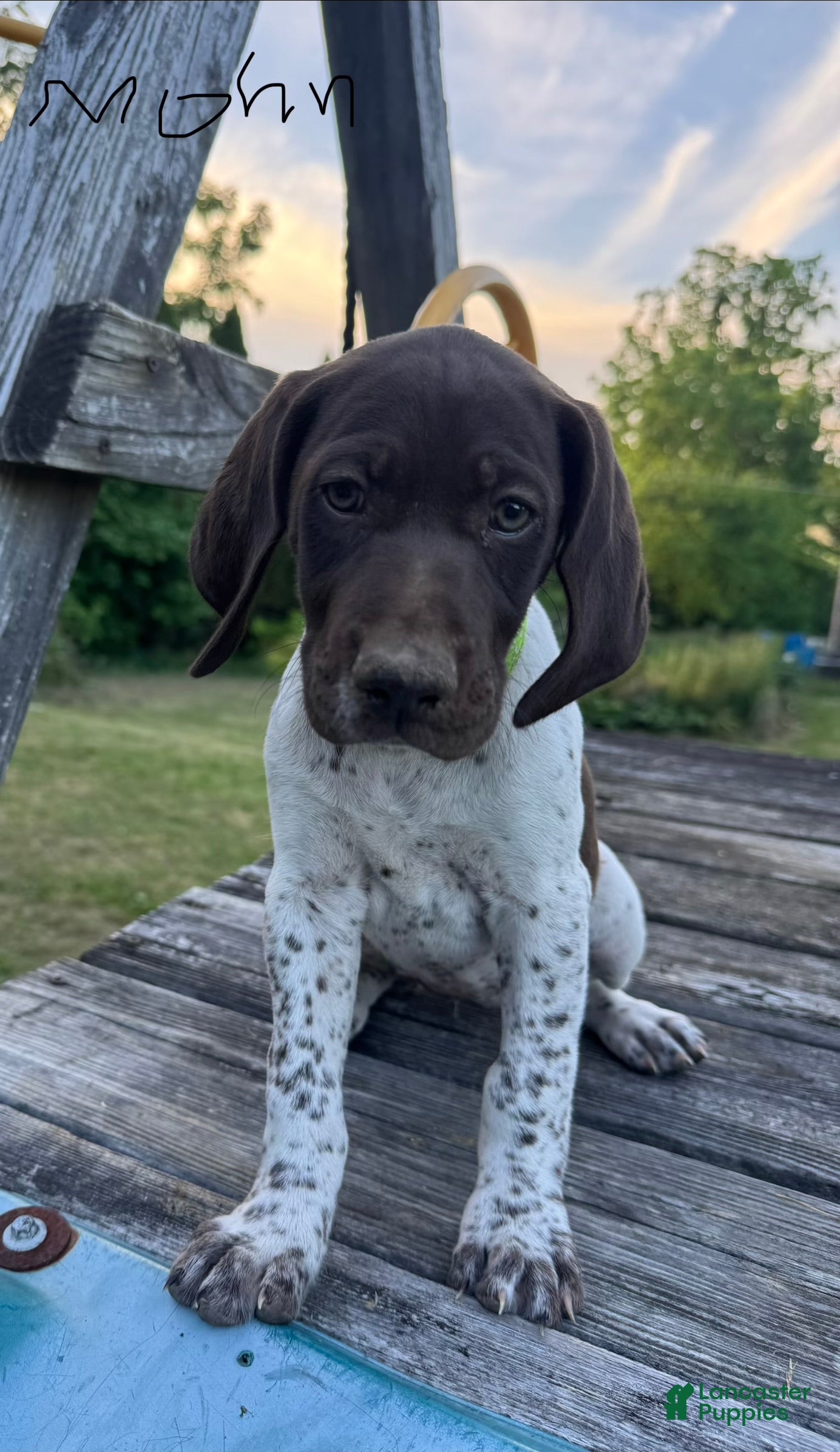 German Shorthaired Pointer dogs Light Green Girl - Ad 2