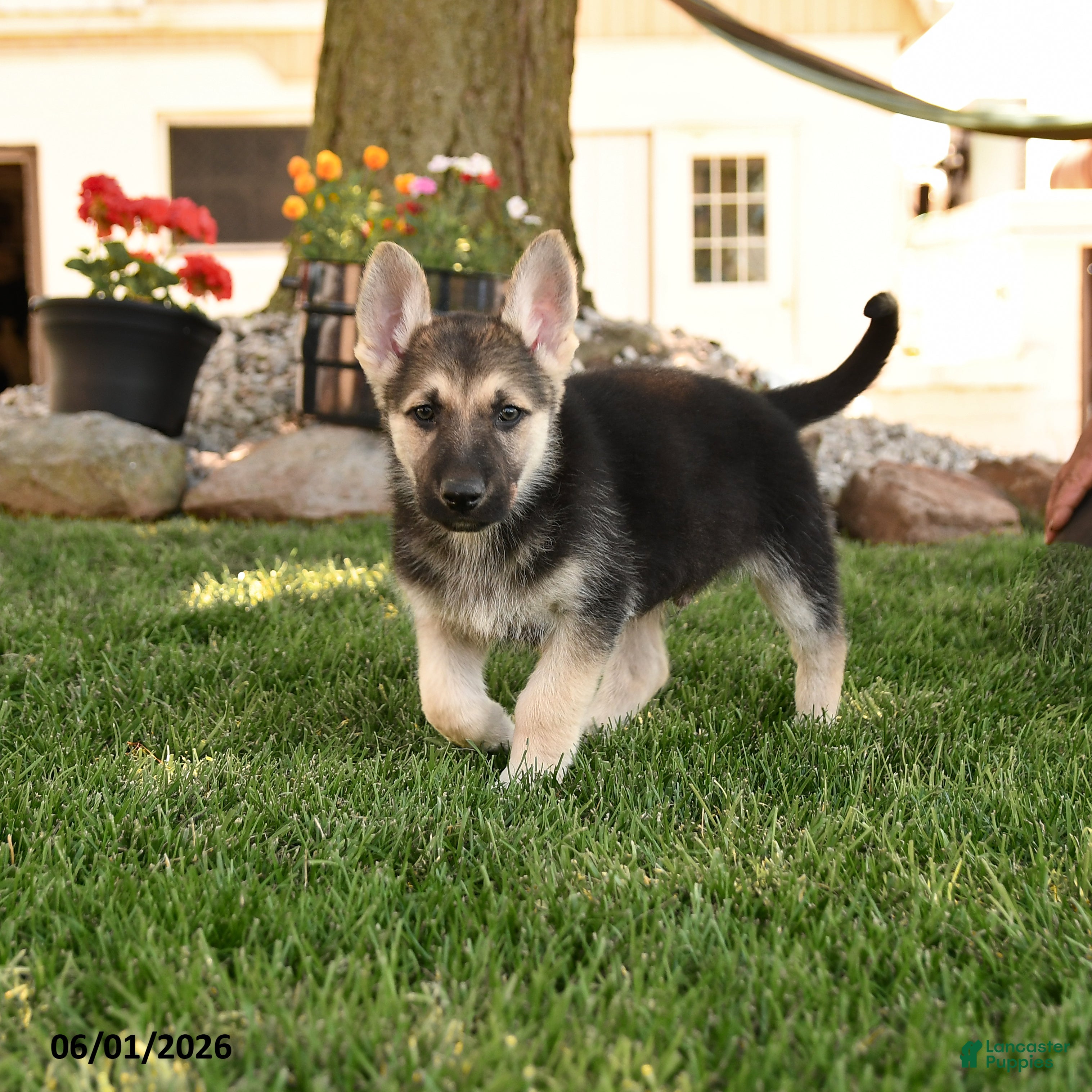 German Shepherd dogs Funny  - Ad 1