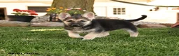 German Shepherd dogs for sale: Funny  - Ad 1