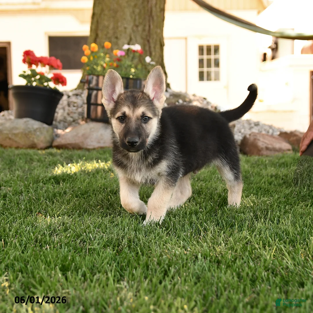German Shepherd dogs for sale: Funny  - Ad 1
