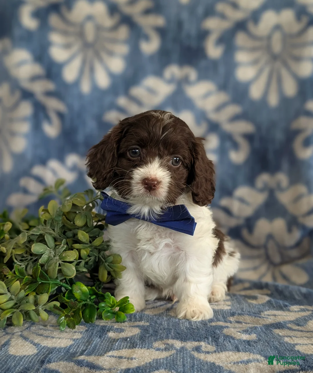 Cockapoo dogs for sale: Kilian - Ad 1