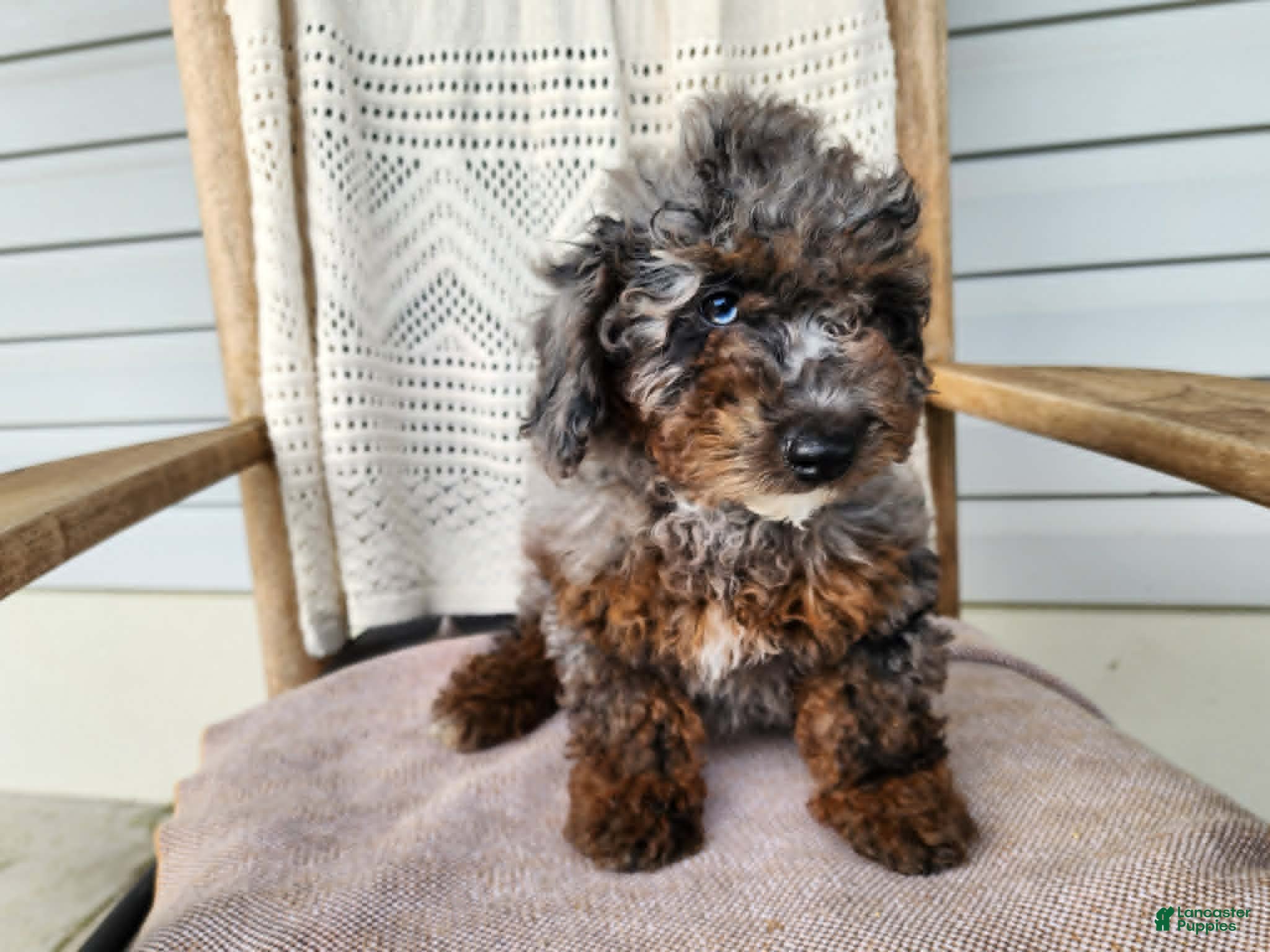 Mini Bernedoodle dogs Leasha - Ad 8