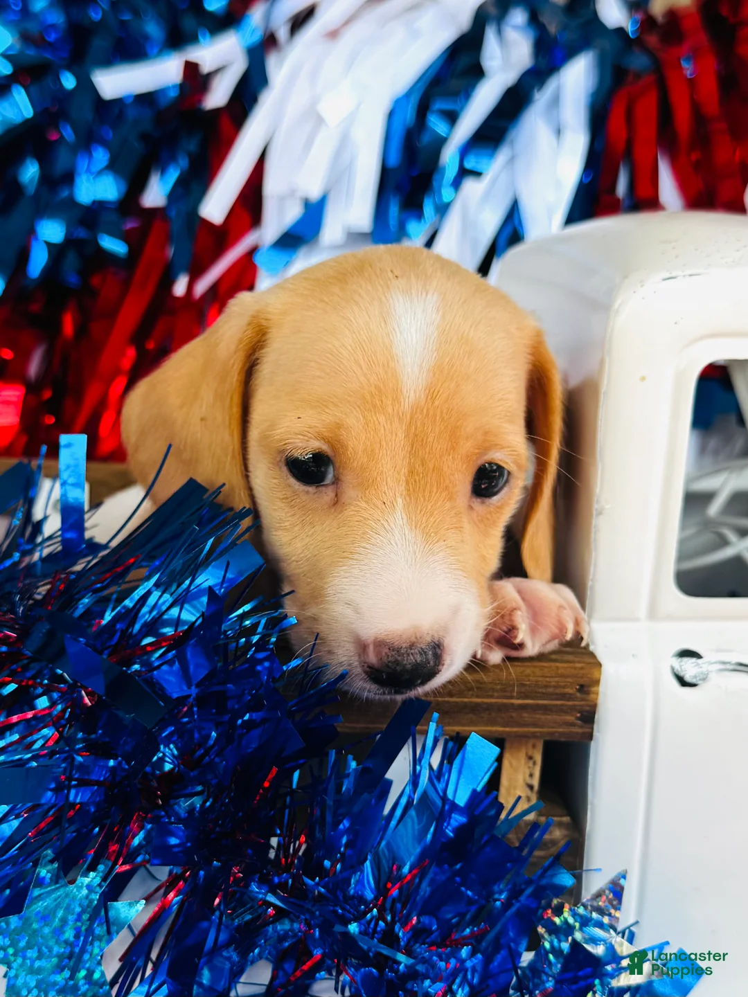 Miniature Dachshund dogs for sale: Jameson  - Ad 2