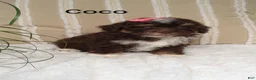 Mini Bernedoodle dogs for sale: Mini Bernedoodle 5 - Ad 5