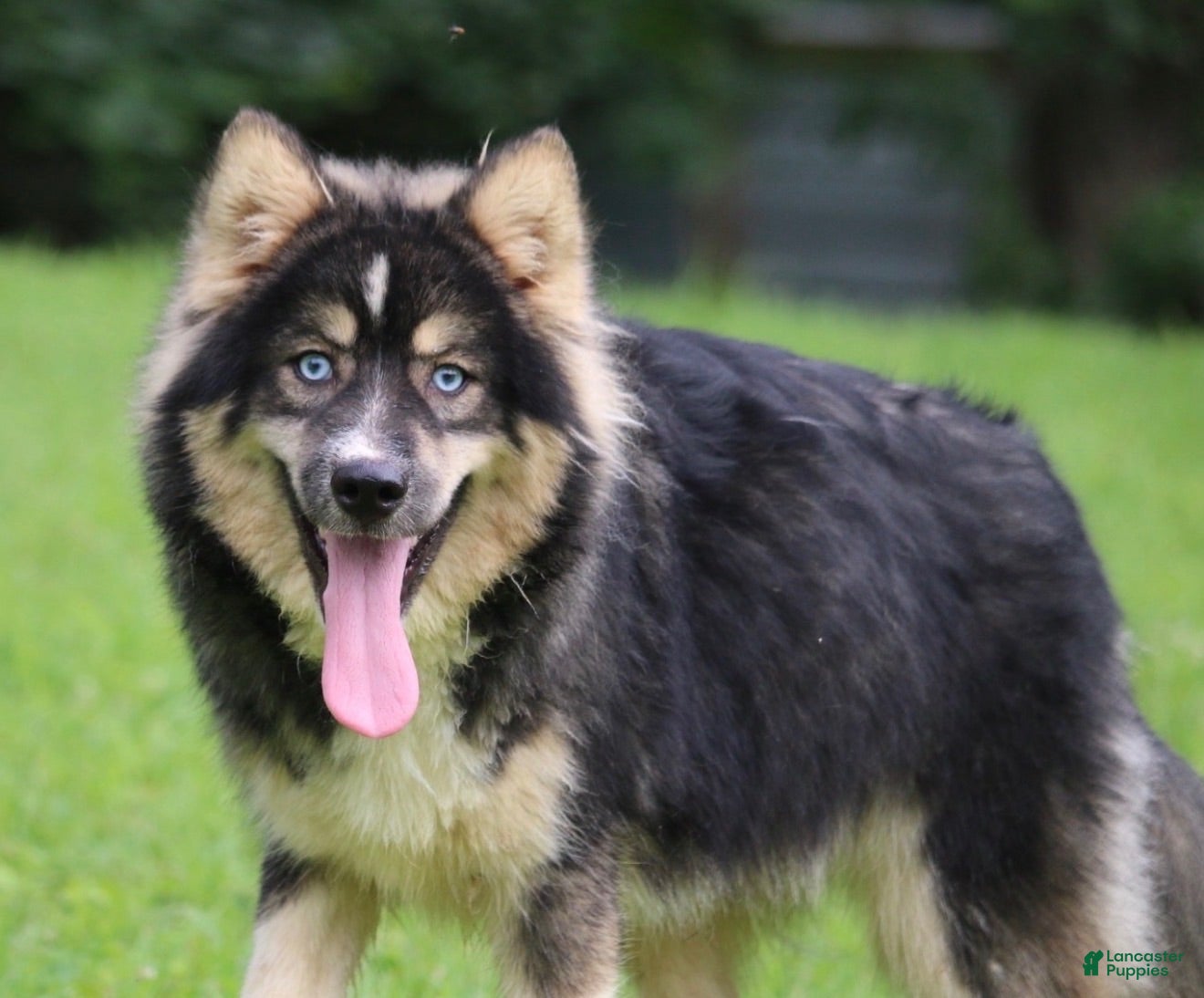 Pomsky dogs Brew  - Ad 2