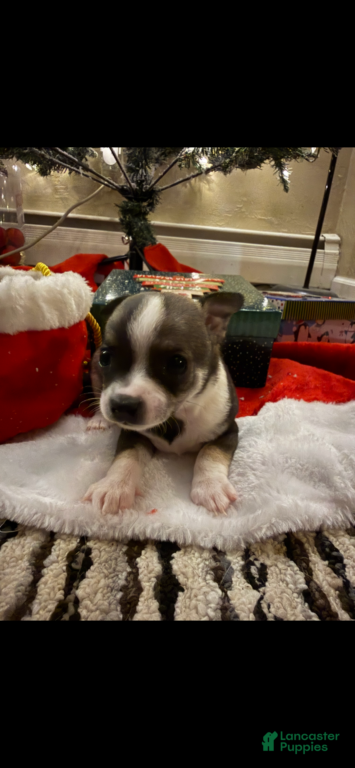 Chihuahua dogs Chihuahua Puppy 4 - Ad 39