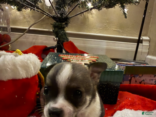 Chihuahua dogs Chihuahua Puppy 4 - Ad 40