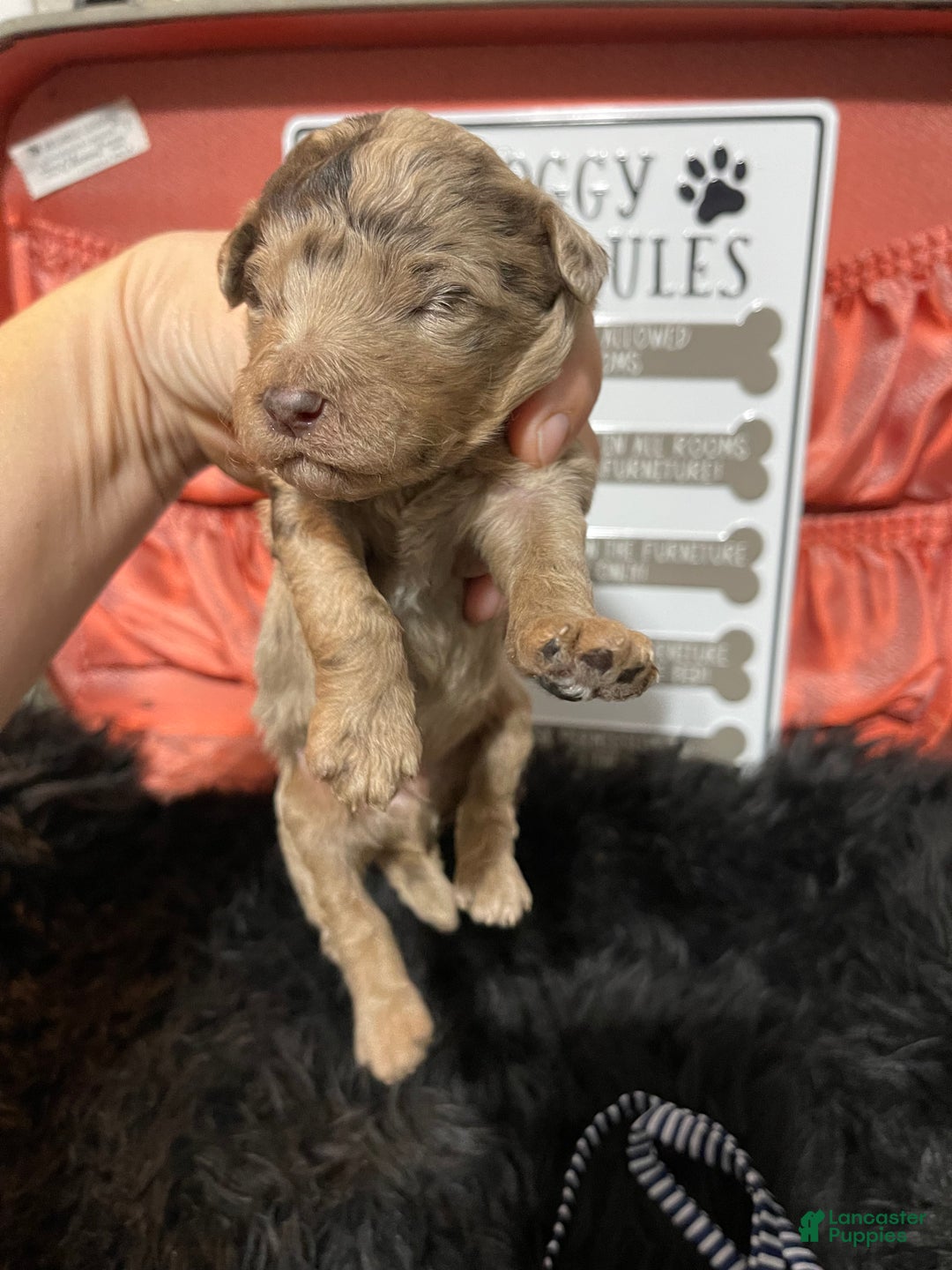 Miniature Poodle dogs for sale: Akc Chocolate Merle Phantom boy 2 - Ad 35