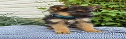German Shepherd dogs for sale: Gabby - Ad 11