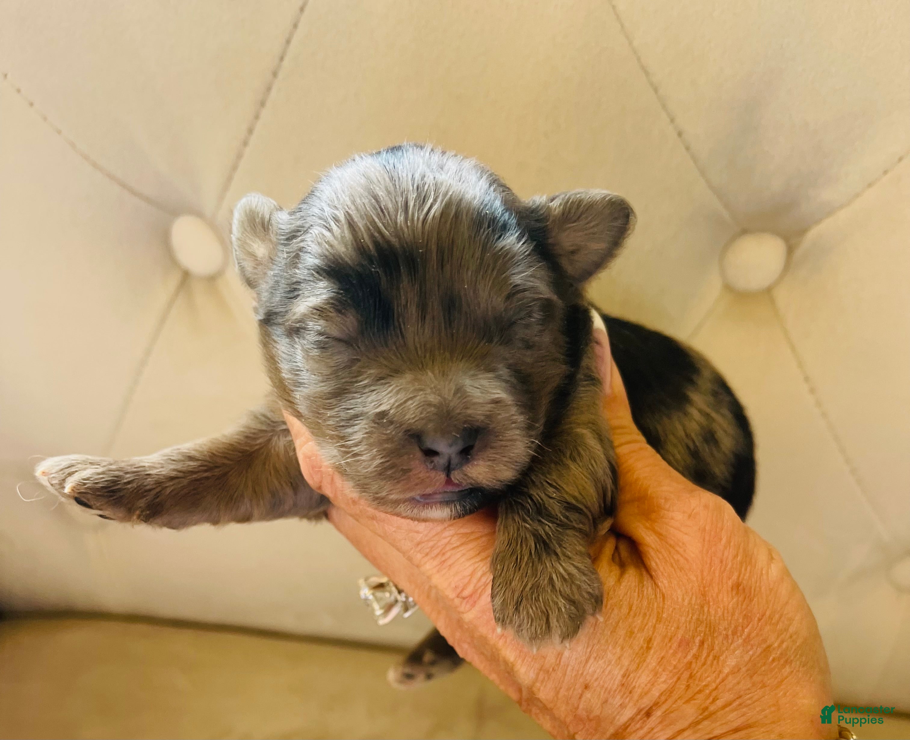 Bernedoodle dogs Zeus ❤️ blue merle micro mini bernedoodle  - Ad 14