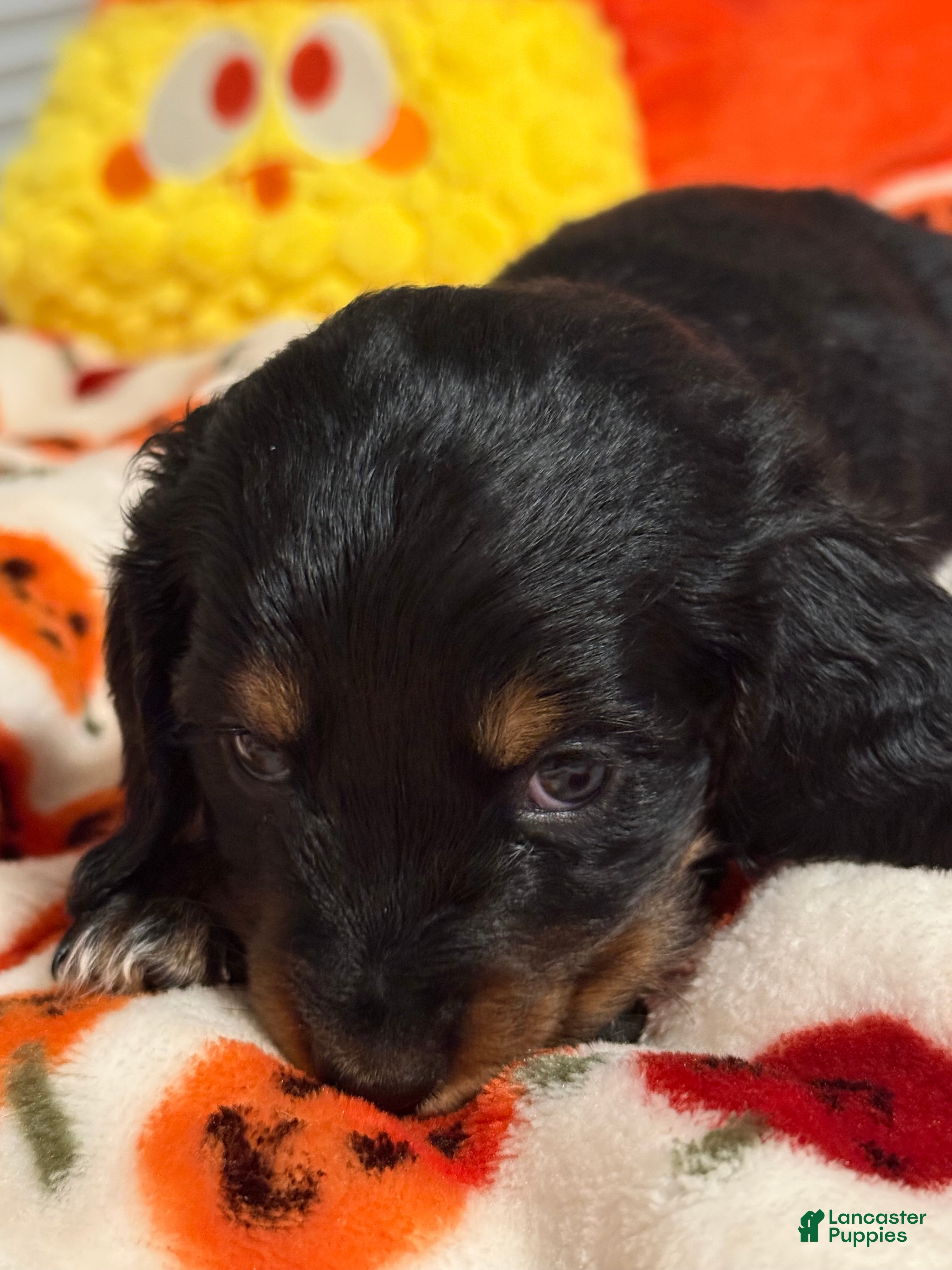 Miniature Dachshund dogs Miniature Dachshund 1 - Ad 11