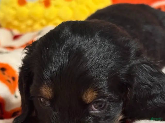 Miniature Dachshund dogs for sale: Miniature Dachshund 1 - Ad 6