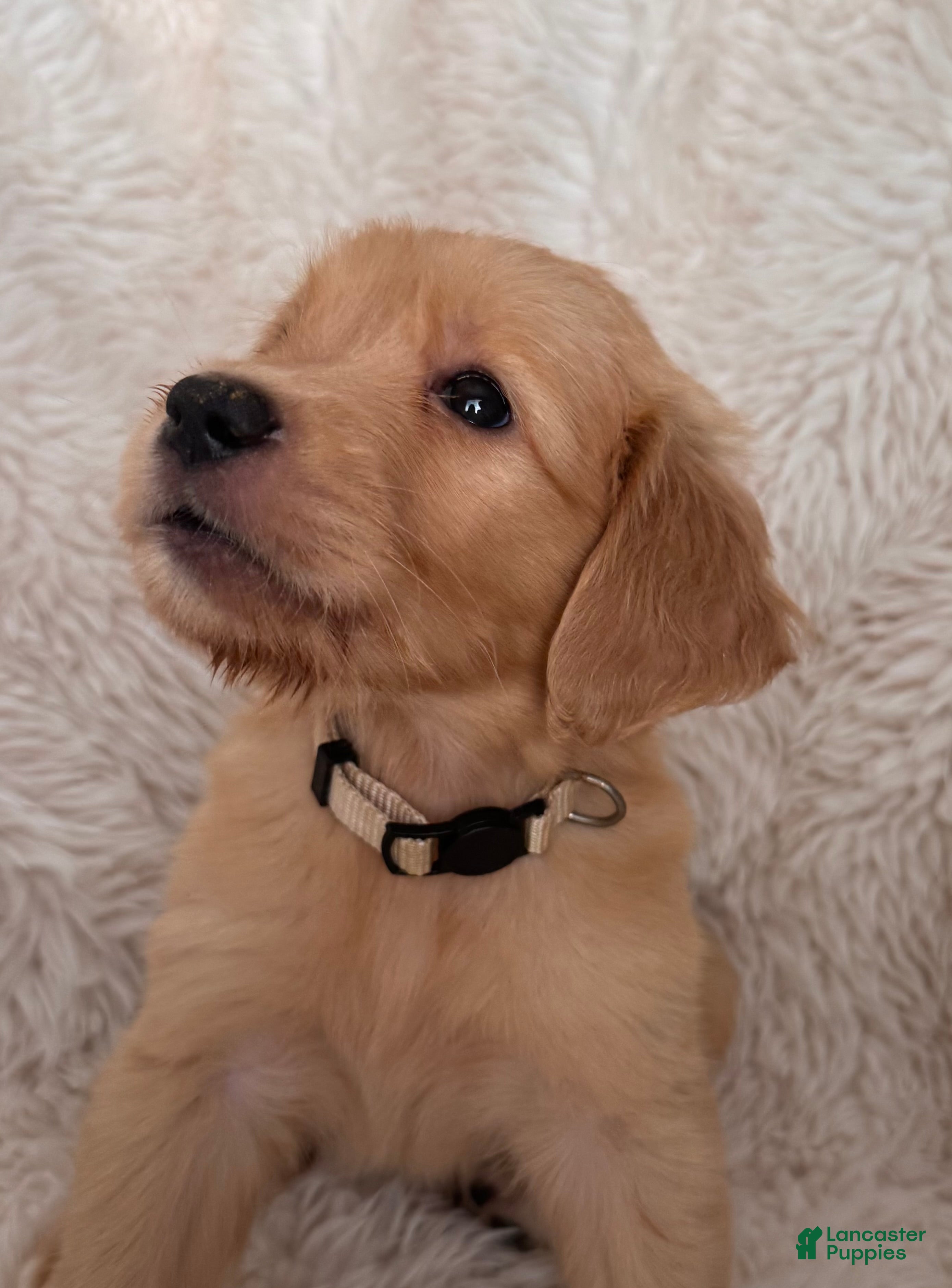 Golden Retriever dogs Latte - Vanilla collar, female - Ad 2