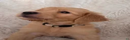 Golden Retriever dogs for sale: Latte - Vanilla collar, female - Ad 2