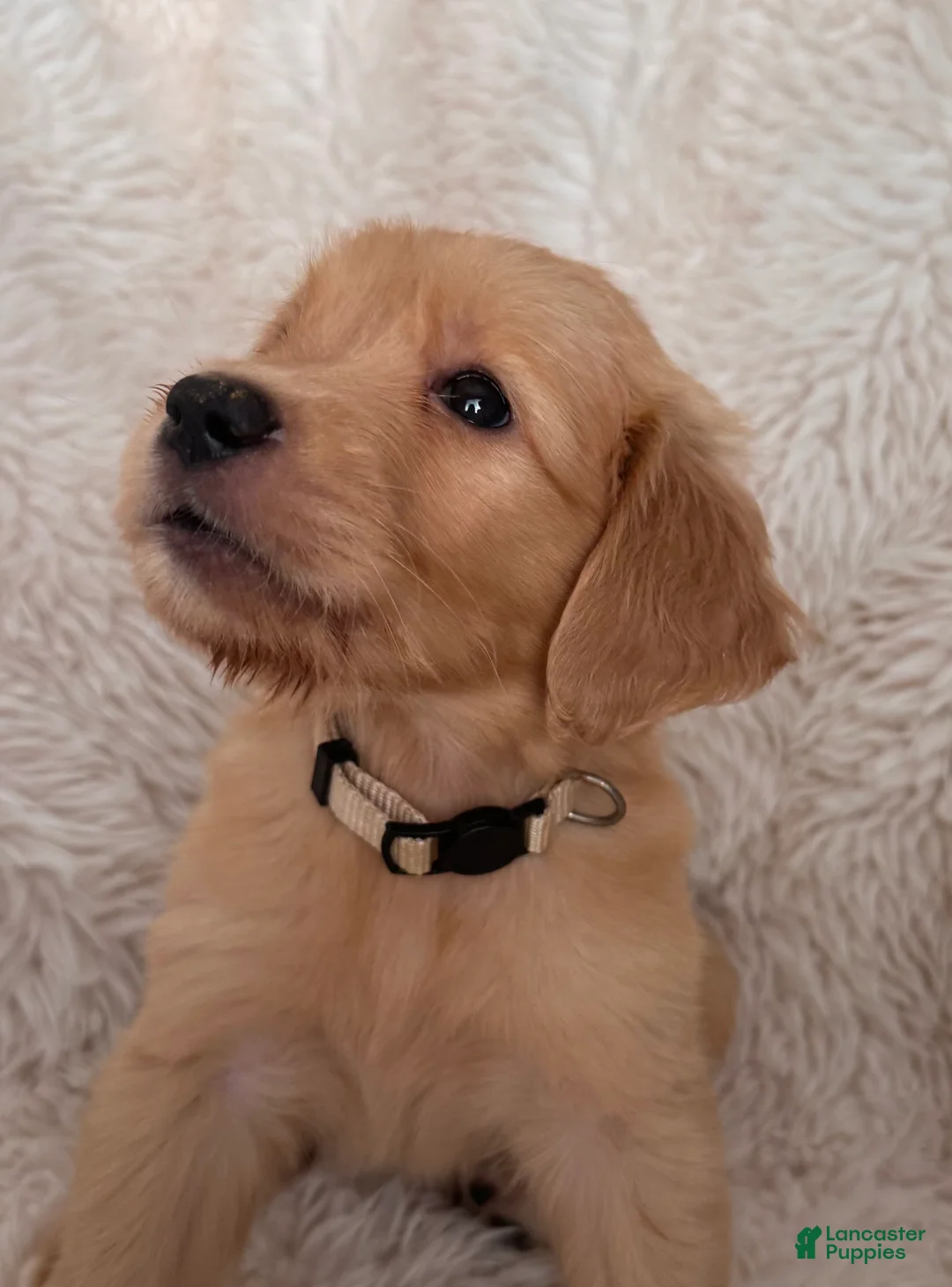 Golden Retriever dogs for sale: Latte - Vanilla collar, female - Ad 2