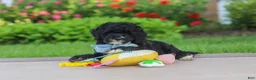 Mini Goldendoodle dogs for sale: Mason  - Ad 5
