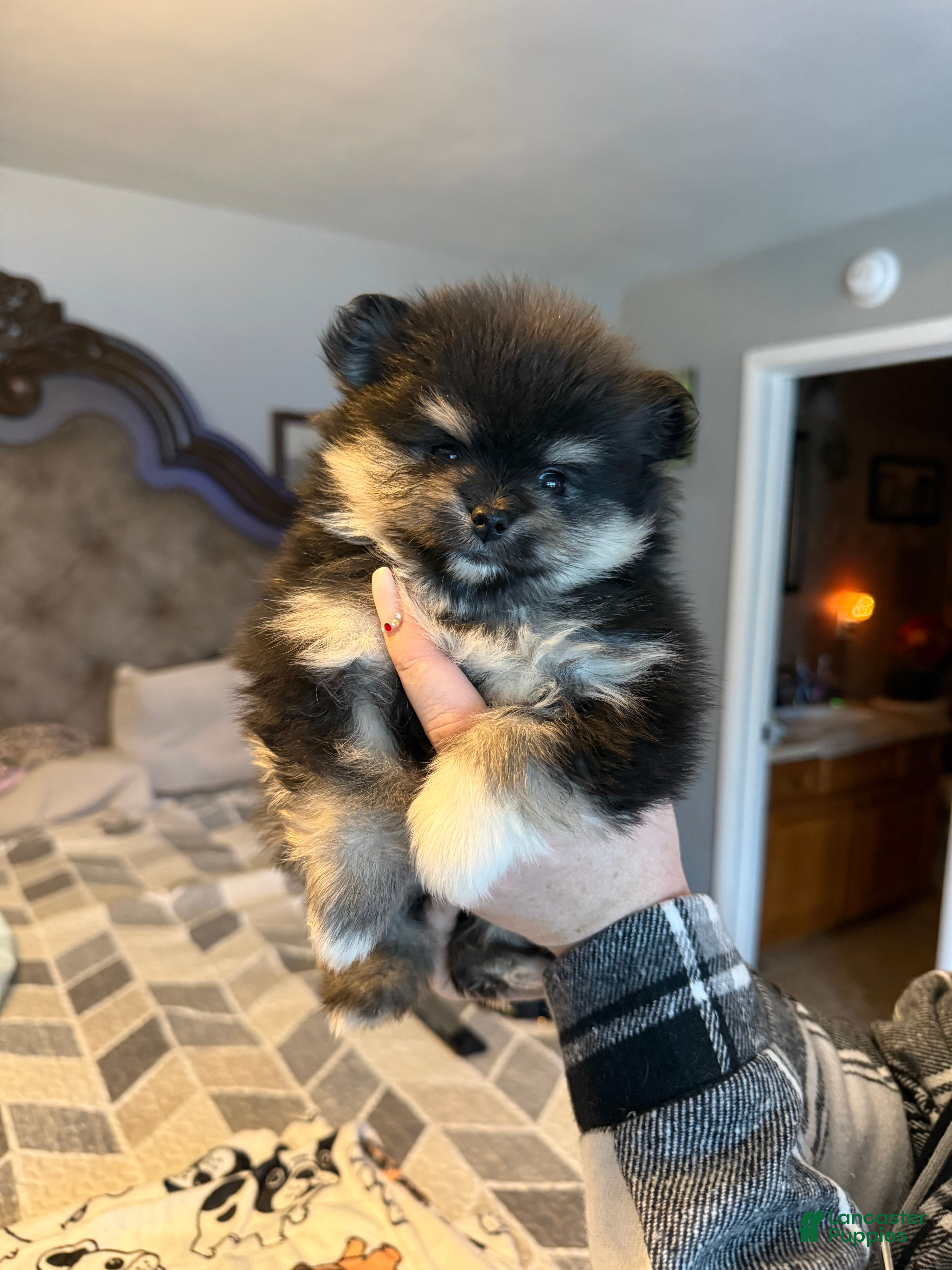 Pomeranian dogs Zoe - Ad 1